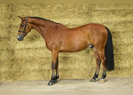 Anglo European Studbook, Gelding, 10 years, 16,3 hh, Brown