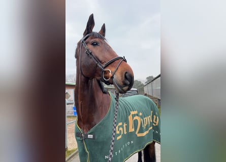 Anglo European Studbook, Gelding, 10 years, 17,1 hh, Brown