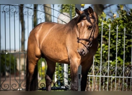 Anglo European Studbook, Gelding, 11 years, 17 hh
