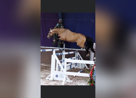 Anglo European Studbook, Gelding, 11 years, 17 hh