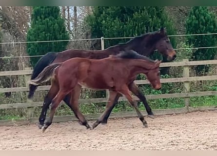 Anglo European Studbook, Gelding, 1 year, Bay