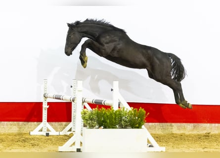 Anglo European Studbook, Gelding, 2 years, 14,2 hh, Black