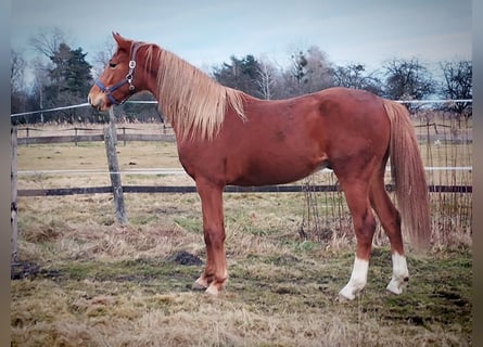 Anglo European Studbook, Gelding, 2 years, 16,2 hh, Chestnut-Red