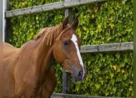 Anglo European Studbook, Gelding, 3 years, 14,1 hh, Chestnut-Red