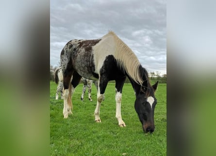 Anglo European Studbook, Gelding, 3 years, 15,3 hh, Tobiano-all-colors