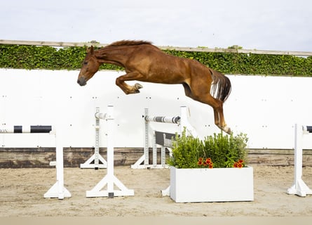Anglo European Studbook, Gelding, 3 years, 15,1 hh, Chestnut-Red