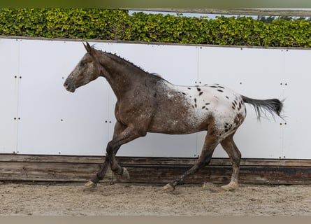 Anglo European Studbook, Gelding, 3 years, 15,2 hh, Leopard-Piebald