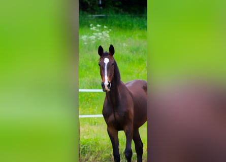 Anglo European Studbook, Gelding, 3 years, 16.1 hh, Bay-Dark