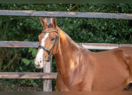 Anglo European Studbook, Gelding, 3 years, 16,1 hh, Brown