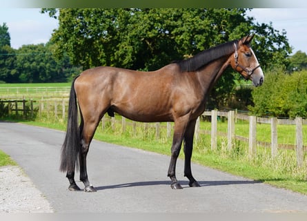 Anglo European Studbook, Gelding, 3 years, 16,2 hh, Roan-Bay