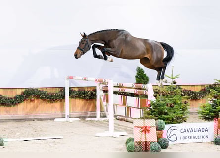 Anglo European Studbook, Gelding, 3 years, Brown