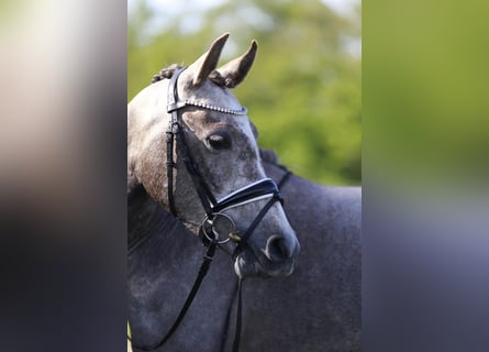 Anglo European Studbook, Gelding, 4 years, 14.1 hh, Gray