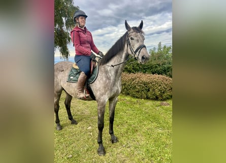 Anglo European Studbook, Gelding, 4 years, 15,2 hh