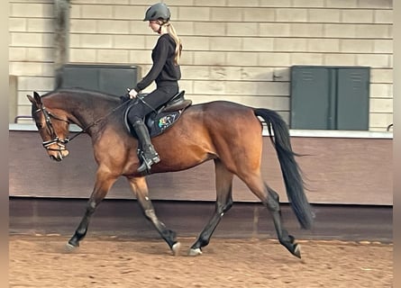 Anglo European Studbook Mix, Gelding, 4 years, 16,1 hh, Bay