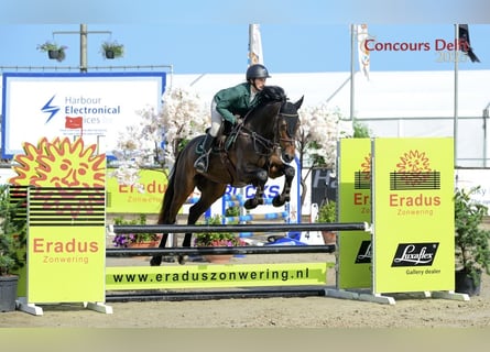 Anglo European Studbook, Gelding, 4 years, 16 hh, Bay-Dark