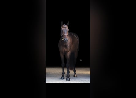 Anglo European Studbook, Gelding, 4 years, 16 hh, Bay-Dark
