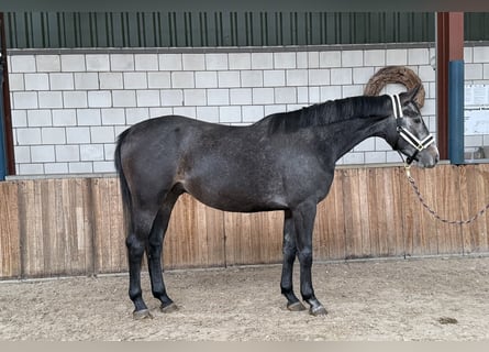 Anglo European Studbook, Gelding, 4 years, 16,1 hh, Grey-Blue-Tan