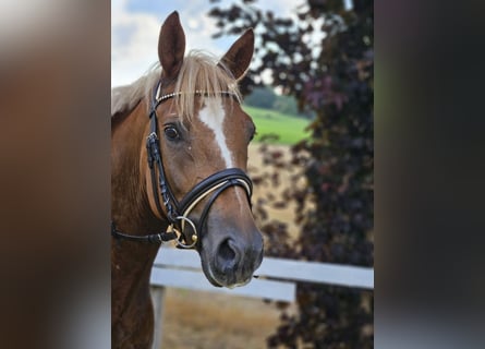 Anglo European Studbook, Wallach, 5 Jahre, 14,3 hh, Fuchs