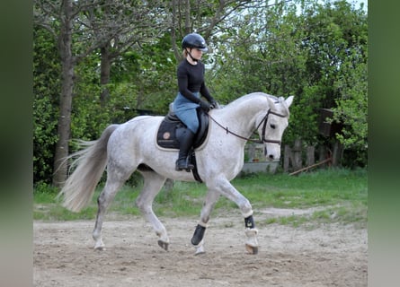 Anglo European Studbook, Gelding, 5 years, 15.2 hh, Grey