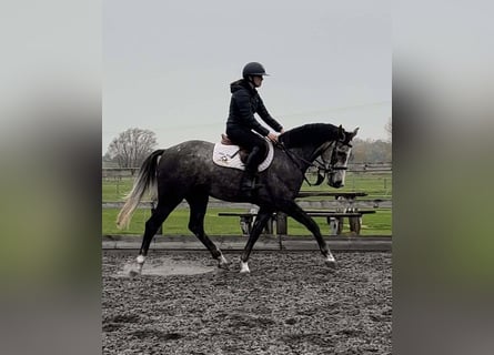 Anglo European Studbook, Gelding, 5 years, 15,2 hh, Gray