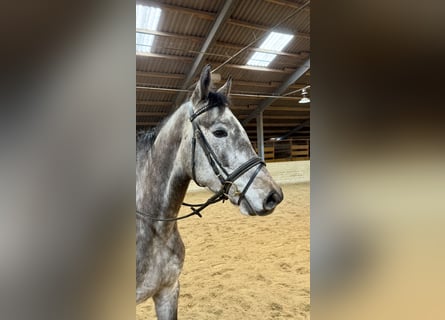Anglo European Studbook, Gelding, 5 years, 15,2 hh, Grey-Dapple