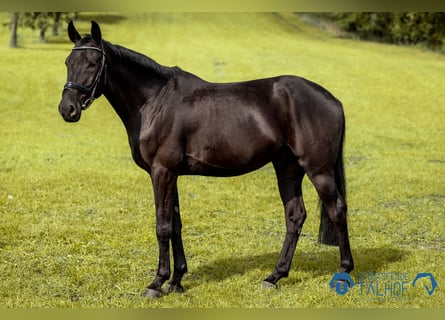 Anglo European Studbook, Gelding, 5 years, 16.1 hh, Black Anglo European Studbook, Gelding, 5 years, 16.1 hh, Black
