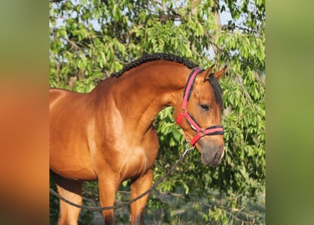 Anglo European Studbook, Gelding, 5 years, 16,1 hh, Brown