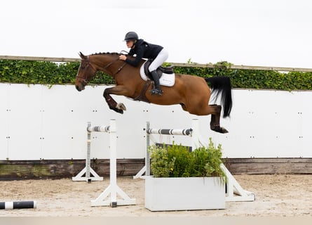 Anglo European Studbook, Gelding, 5 years, 16 hh, Brown