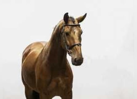 Anglo European Studbook, Gelding, 6 years, 15,3 hh, Brown