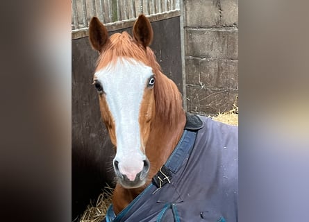 Anglo European Studbook, Wallach, 6 Jahre, 16,1 hh, Fuchs