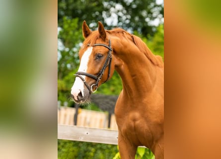 Anglo European Studbook, Wallach, 6 Jahre, 16,1 hh, Fuchs