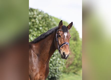 Anglo European Studbook, Gelding, 6 years, 16 hh, Brown