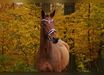 Anglo European Studbook, Gelding, 6 years, 17 hh, Brown