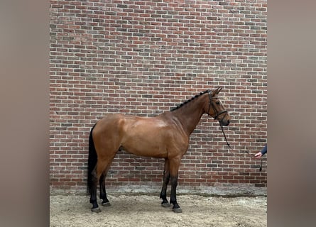 Anglo European Studbook, Gelding, 7 years, 16.2 hh, Brown