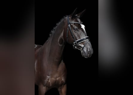 Anglo European Studbook, Gelding, 7 years, 16,3 hh, Black