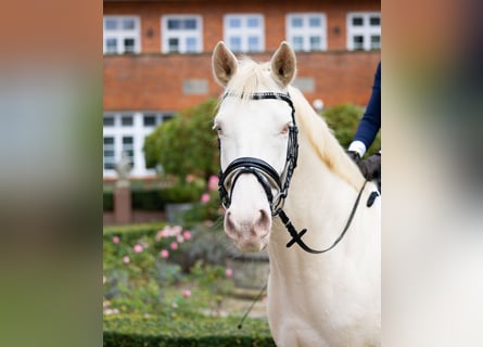 Anglo European Studbook, Gelding, 8 years, 15.2 hh, Cremello