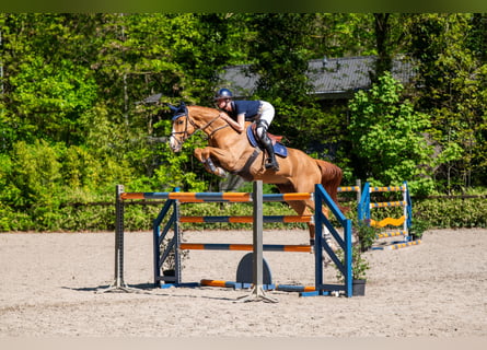 Anglo European Studbook, Gelding, 8 years, 16.1 hh, Chestnut-Red
