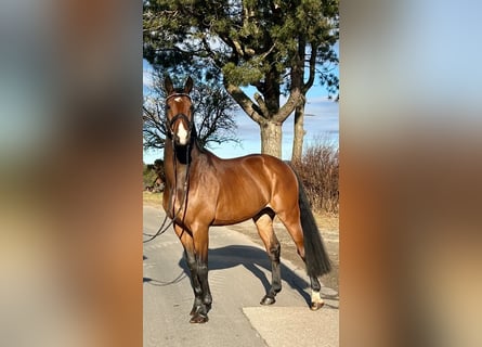 Anglo European Studbook, Gelding, 9 years, 16,1 hh, Brown