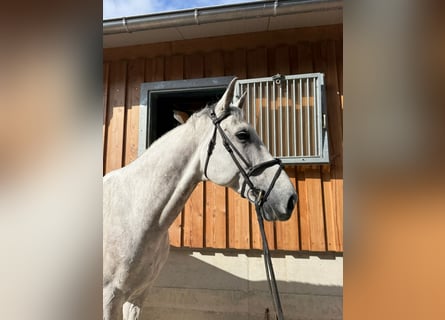 Anglo European Studbook, Gelding, 9 years, 17 hh, Grey