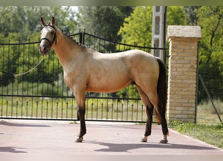 Anglo European Studbook, Hengst, 2 Jahre, 152 cm, Dunalino