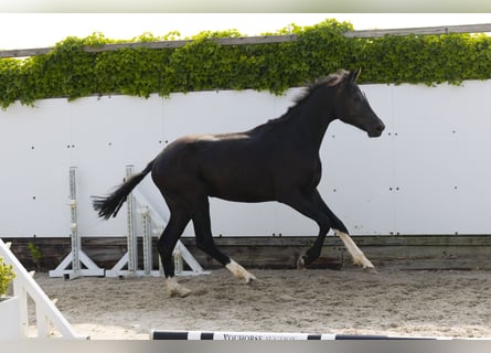 Anglo European Studbook, Hengst, 2 Jahre, 157 cm, Rappe
