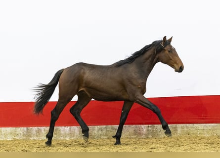 Anglo European Studbook, Hengst, 2 Jahre, 158 cm