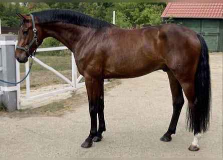Anglo European Studbook, Hengst, 3 Jahre, 168 cm, Brauner