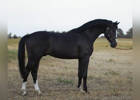 Anglo European Studbook, Hengst, 3 Jahre, 170 cm, Dunkelbrauner