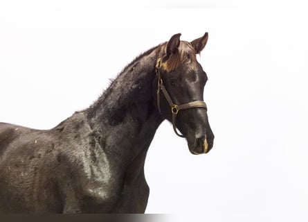 Anglo European Studbook, Hengst, Fohlen (06/2025), 164 cm, Schwarzbrauner