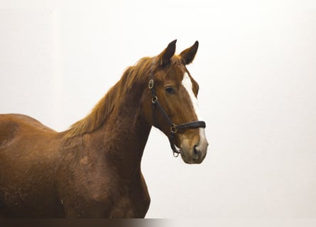 Anglo European Studbook, Klacz, 2 lat, 160 cm