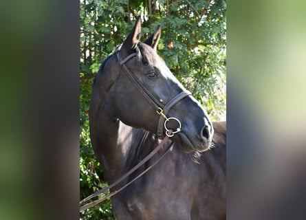 Anglo European Studbook, Klacz, 4 lat, 172 cm, Kara