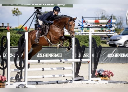 Anglo European Studbook, Klacz, 5 lat, 168 cm, Gniada