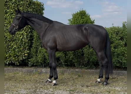Anglo European Studbook, Klacz, 5 lat, 170 cm, Kara