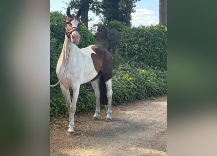 Anglo European Studbook, Klacz, 8 lat, 160 cm, Srokata